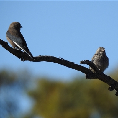 Artamus cyanopterus (Dusky Woodswallow) at Kambah, ACT - 2 Dec 2025 by HelenCross