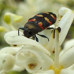 Castiarina sexplagiata at Acton, ACT - Today by HelenCross