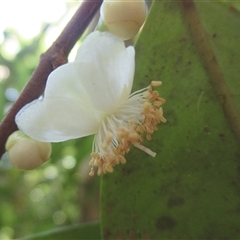 Pilidiostigma papuanum at Mossman Gorge, QLD - 30 Jan 2015 by JasonPStewart