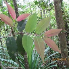 Pilidiostigma tetramerum at Syndicate, QLD - 24 Sep 2016 by JasonPStewart