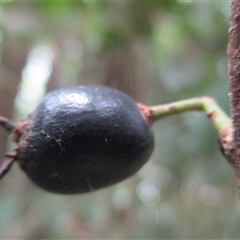 Pilidiostigma papuanum at Mossman Gorge, QLD - 28 Jun 2017 by JasonPStewart