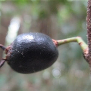 Pilidiostigma papuanum at Mossman Gorge, QLD - 28 Jun 2017 by JasonPStewart