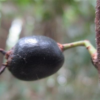 Pilidiostigma papuanum at Mossman Gorge, QLD - 28 Jun 2017 by JasonPStewart