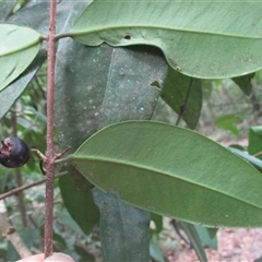 Pilidiostigma papuanum at Mossman Gorge, QLD - 28 Jun 2017 04:12 PM