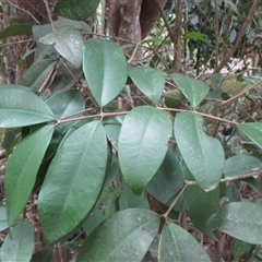 Pilidiostigma papuanum at Mossman Gorge, QLD - 28 Jun 2017 04:12 PM