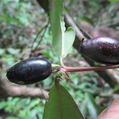 Pilidiostigma papuanum at Mossman Gorge, QLD - 28 Jun 2017 04:12 PM