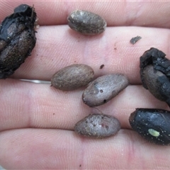 Pilidiostigma papuanum at Mossman Gorge, QLD - 28 Jun 2017 04:12 PM