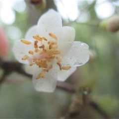 Pilidiostigma tetramerum at Syndicate, QLD - 3 Dec 2017 by JasonPStewart