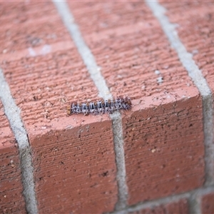 Chelepteryx collesi (White-stemmed Gum Moth) at Weston, ACT - Today by MttDns
