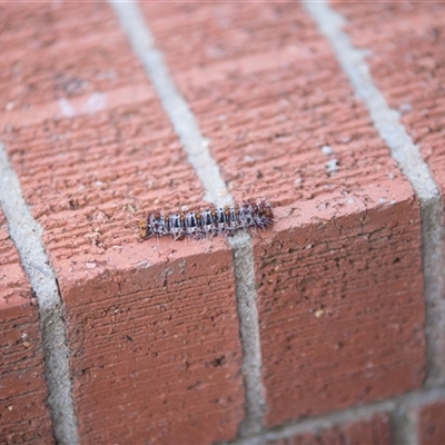 Chelepteryx collesi (White-stemmed Gum Moth) at Weston, ACT - Today by MttDns