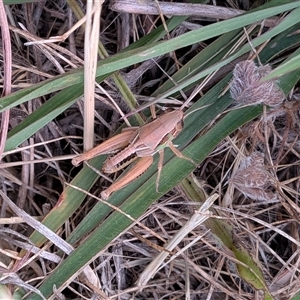Unverified Grasshopper (several families) at Gungahlin, ACT - Today by chriselidie
