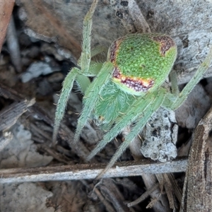 Araneus circulissparsus (species group) (Speckled Orb-weaver) at Gungahlin, ACT - Today by chriselidie