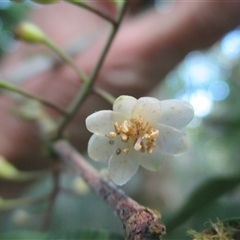 Pilidiostigma tetramerum at Syndicate, QLD - 5 Dec 2017 by JasonPStewart