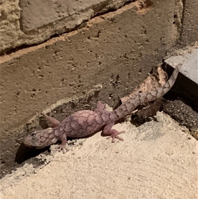 Christinus marmoratus (Southern Marbled Gecko) at Ngunnawal, ACT - Yesterday by TS18