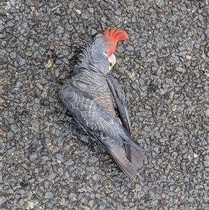 Callocephalon fimbriatum (Gang-gang Cockatoo) at Pialligo, ACT - 1 Dec 2025 by MPennay