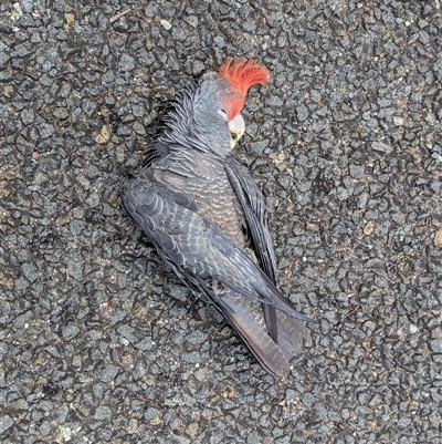 Callocephalon fimbriatum (Gang-gang Cockatoo) at Pialligo, ACT - 1 Dec 2025 by MPennay