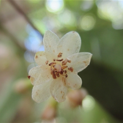 Pilidiostigma tetramerum at Syndicate, QLD - 24 Dec 2017 by JasonPStewart