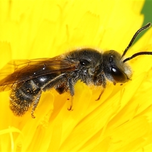 Lasioglossum (Chilalictus) sp. (genus & subgenus) at Yarralumla, ACT - 26 Nov 2025 by TimL