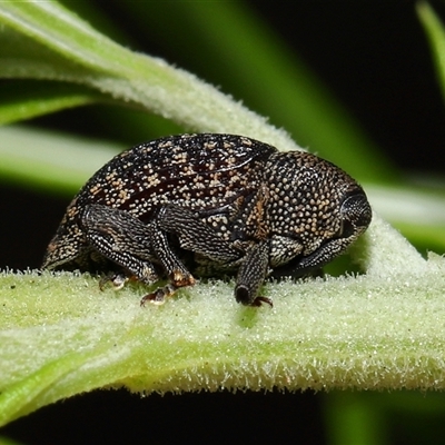 Unverified Weevil (Curculionoidea) at Acton, ACT - 30 Nov 2025 by TimL