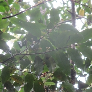 Pilidiostigma tetramerum at Syndicate, QLD - 8 Dec 2018 by JasonPStewart