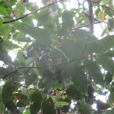Pilidiostigma tetramerum at Syndicate, QLD - 8 Dec 2018 by JasonPStewart