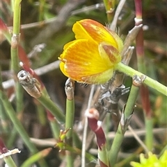 Ranunculus graniticola at Wilsons Valley, NSW - 30 Nov 2025 by JaneR