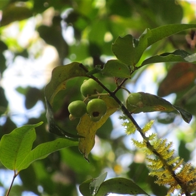 Pilidiostigma tetramerum at Syndicate, QLD - 16 Jan 2024 by JasonPStewart