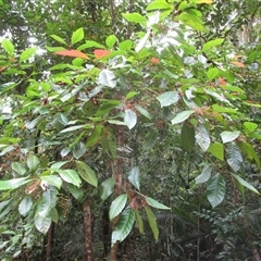 Pullea stutzeri at Cape Tribulation, QLD - 23 Jun 2023 by JasonPStewart