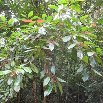 Pullea stutzeri at Cape Tribulation, QLD - 23 Jun 2023 by JasonPStewart