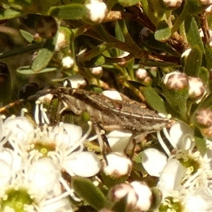 Unverified Shield, Stink or Jewel Bug (Pentatomoidea) at Queanbeyan West, NSW - Today by Paul4K