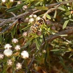 Unverified Hover fly (Syrphidae) at Queanbeyan West, NSW - Yesterday by Paul4K