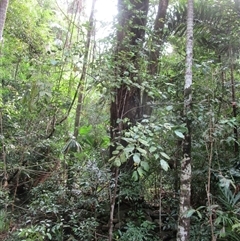 Prasoxylon klanderi at Cape Tribulation, QLD - 23 Jun 2023 by JasonPStewart