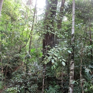 Prasoxylon klanderi at Cape Tribulation, QLD - 23 Jun 2023 by JasonPStewart