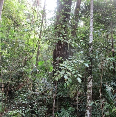 Prasoxylon klanderi at Cape Tribulation, QLD - 23 Jun 2023 by JasonPStewart