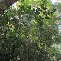 Prasoxylon klanderi at Cape Tribulation, QLD - 23 Jun 2023 01:40 PM