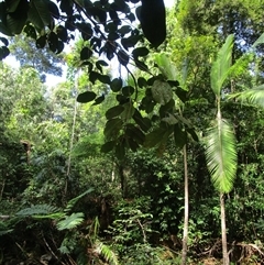 Prasoxylon klanderi at Cape Tribulation, QLD - 23 Jun 2023 01:40 PM