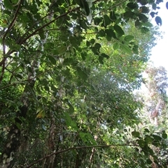 Prasoxylon klanderi at Cape Tribulation, QLD - 23 Jun 2023 01:40 PM
