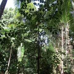 Prasoxylon klanderi at Cape Tribulation, QLD - 23 Jun 2023 01:40 PM