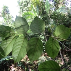 Prasoxylon klanderi at Cape Tribulation, QLD - 23 Jun 2023 by JasonPStewart