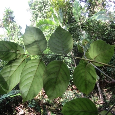 Prasoxylon klanderi at Cape Tribulation, QLD - 23 Jun 2023 by JasonPStewart