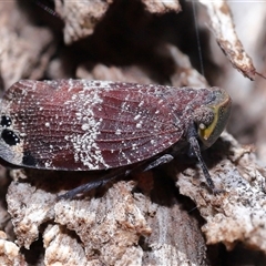 Platybrachys decemmacula (Green-faced gum hopper) at Fyshwick, ACT - 27 Nov 2025 by TimL