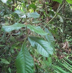 Gillbeea whypallana at Cape Tribulation, QLD - 23 Jun 2023 by JasonPStewart