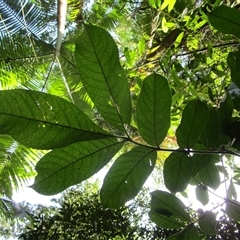 Gillbeea whypallana at Cape Tribulation, QLD - 23 Jun 2023 02:51 PM
