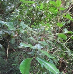 Gillbeea whypallana at Cape Tribulation, QLD - 23 Jun 2023 02:51 PM