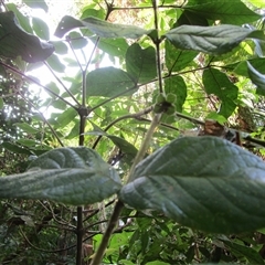 Gillbeea whypallana at Cape Tribulation, QLD - 23 Jun 2023 02:51 PM