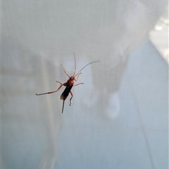 Unverified Wasp (Hymenoptera, Apocrita) by Greeneyes