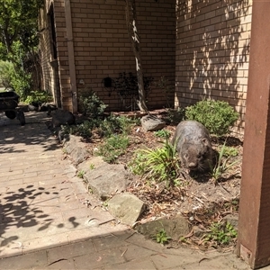 Vombatus ursinus (Bare-nosed Wombat, Common wombat) at Pearce, ACT - Yesterday by Starify