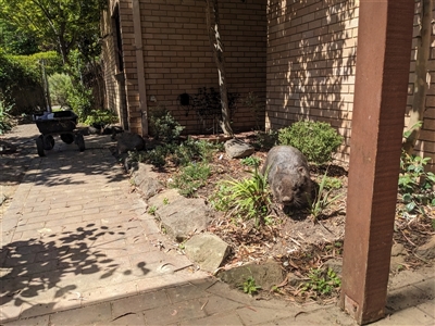 Vombatus ursinus (Bare-nosed Wombat, Common wombat) at Pearce, ACT - Yesterday by Starify
