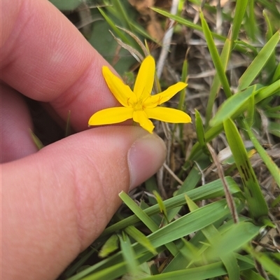 Hypoxis hygrometrica var. villosisepala (Golden Weather-grass) at Taylor, ACT - 1 Dec 2025 by isahowie