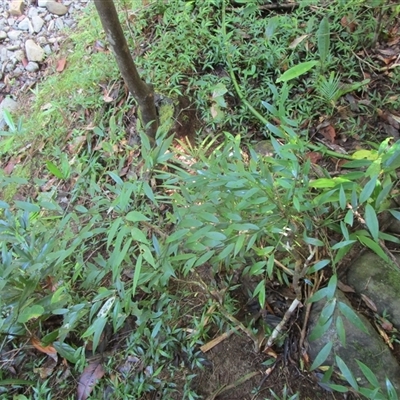 Phyllanthus hypospodius at Cape Tribulation, QLD - 23 Jun 2023 by JasonPStewart